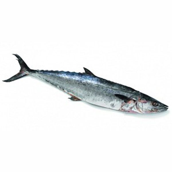 King Fish 1-1.5 KG
