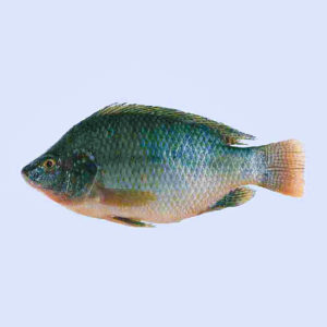 Talapia 400-500g