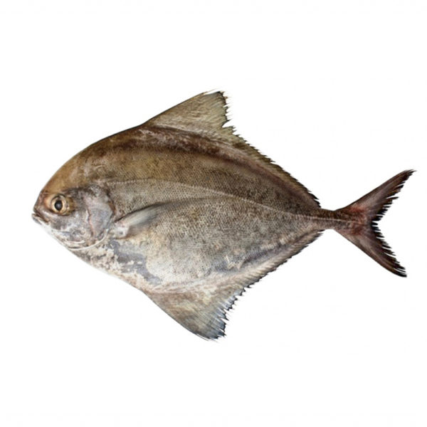 Black Pomfret - 1 KG
