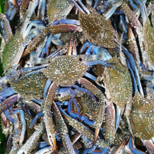 Blue Crabs 100-150g