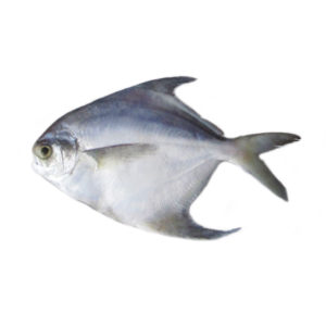 White Pomfret 300-350g