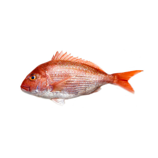 Fresh Kofer 1-1.5 KG